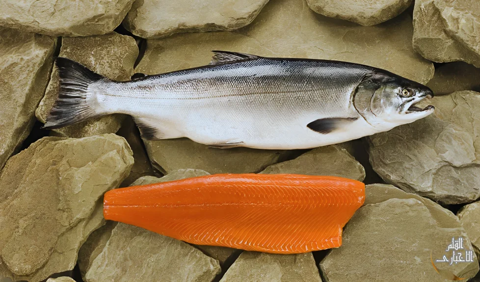 فوائد سمك السلمون الصحيةو الغذائيه:يعالج التهابات المهبل و يعزز صحة العين